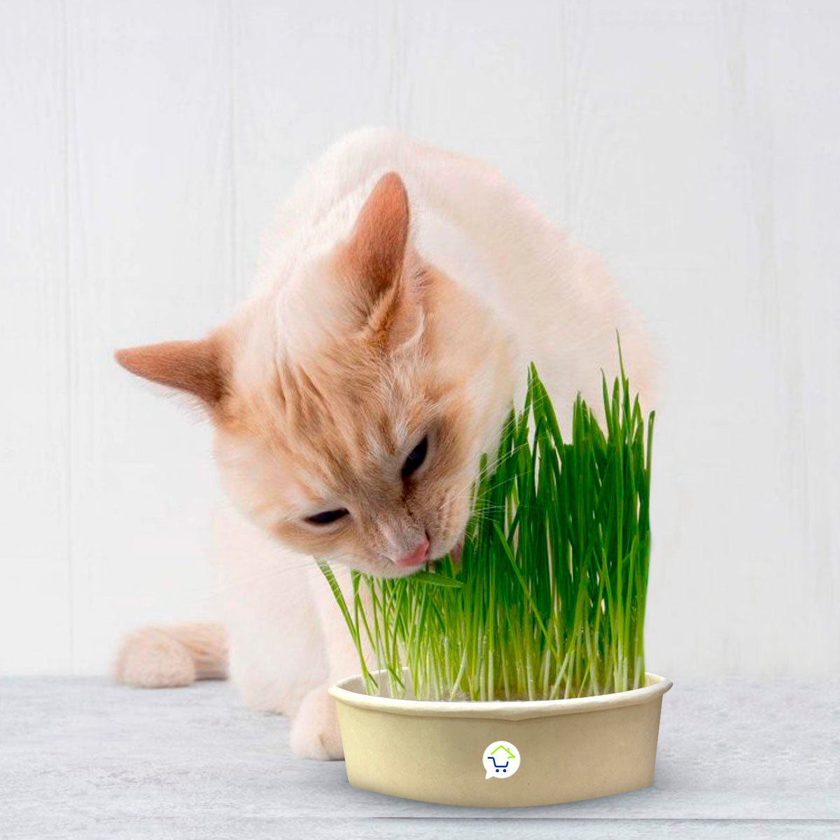 Hierba Comestible Para Gatos